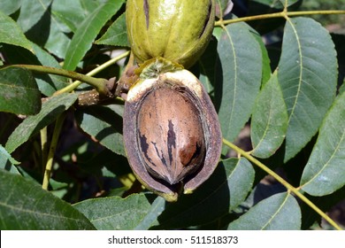 Ripe fruit on the tree pecan