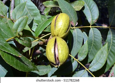 Ripe fruit on the tree pecan