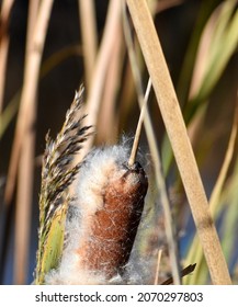 The ripe fruits of broadleaf cattail,(Typha latifolia) also called bulrush, cat-o'-nine-tails, great reedmace, or cooper's reed are shed by the wind. 