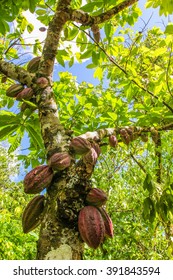 Ripe Fruits Of The Cacao Tree On Tropical Farm