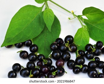 Ripe fruits, flowers and leaves of black nightshade (Solanum nigrum) or blackberry nightshade on white background. Flat lay image.