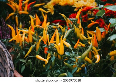 Ripe Fruits Of Orange Spicy Pepper 
 Growing In A Pot At Home