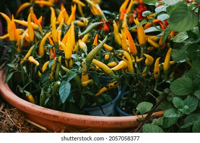 Ripe Fruits Of Orange Spicy Pepper 
 Growing In A Pot At Home