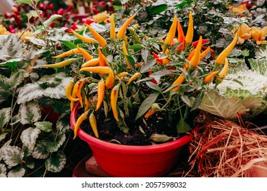 Ripe Fruits Of Orange Spicy Pepper 
 Growing In A Pot At Home