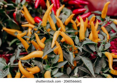 Ripe Fruits Of Orange Spicy Pepper 
 Growing In A Pot At Home