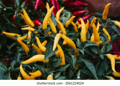 Ripe Fruits Of Orange Spicy Pepper 
 Growing In A Pot At Home