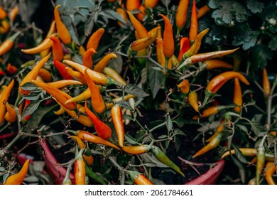 Ripe Fruits Of Orange Spicy Pepper 
 Growing In A Pot At Home