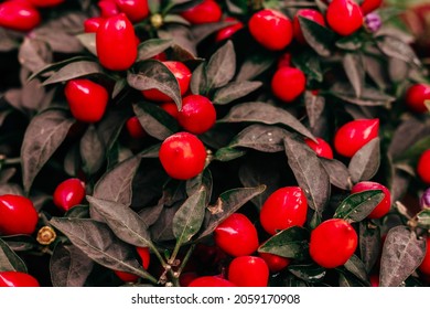 Ripe Fruits Of Red Spicy Pepper Growing In A Pot At Home, Harvest Autumn Concept