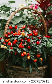 Ripe Fruits Of Red Spicy Pepper Growing In A Pot At Home, Harvest Autumn Concept