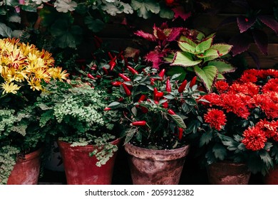 Ripe Fruits Of Red Spicy Pepper Growing In A Pot At Home, Harvest Autumn Concept