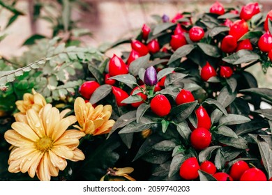 Ripe Fruits Of Red Spicy Pepper Growing In A Pot At Home, Harvest Autumn Concept