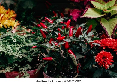 Ripe Fruits Of Red Spicy Pepper Growing In A Pot At Home, Harvest Autumn Concept