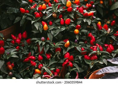 Ripe Fruits Of Red Spicy Pepper Growing In A Pot At Home, Harvest Autumn Concept