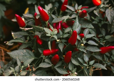 Ripe Fruits Of Red Spicy Pepper Growing In A Pot At Home, Harvest Autumn Concept