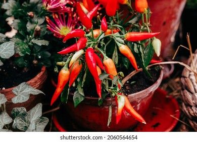 Ripe Fruits Of Red Spicy Pepper Growing In A Pot At Home, Harvest Autumn Concept