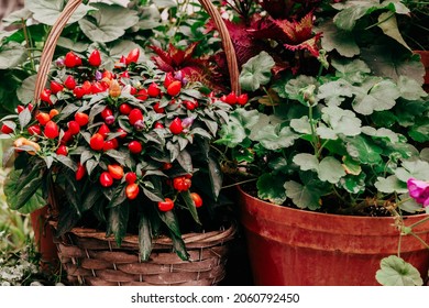 Ripe Fruits Of Red Spicy Pepper Growing In A Pot At Home, Harvest Autumn Concept