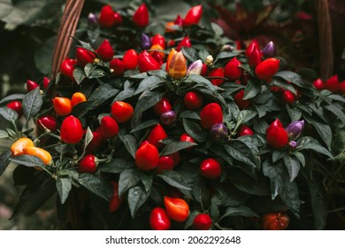 Ripe Fruits Of Red Spicy Pepper Growing In A Pot At Home, Harvest Autumn Concept