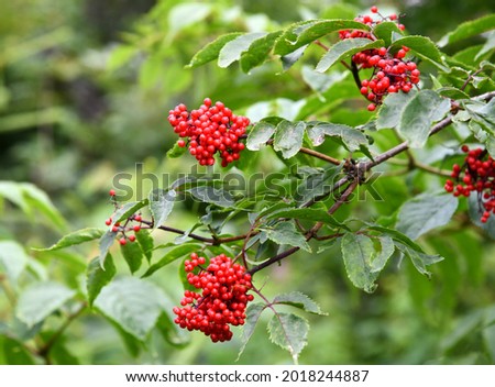 ripe fruits of the Sambucus racemosa