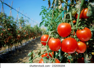 RIpe garden tomatoes ready for picking