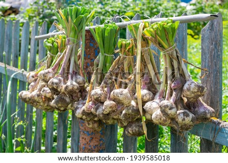 Ripe garlic bulb plants are hanging on old fence for aerate. Autumn season harvesting preparation for winter time. Garlic as flavouring 