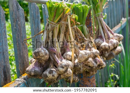 Ripe garlic bulb plants are hanging on old fence for aerate. Autumn season harvest preparation for saving during winter time, seasoning for meal