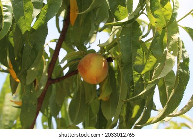 Ripe Georgia Peach From The Farm