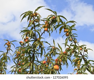 Ripe Georgia Peaches