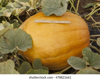 Ripe Giant Pumpkin