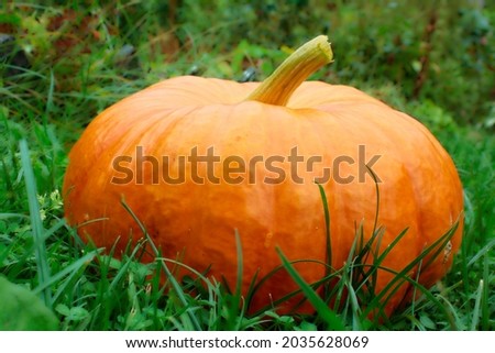 Ripe ginger pumpkin isolated on a burred unfocussed grass background. Autumn concept with pumpkin. High quality photo