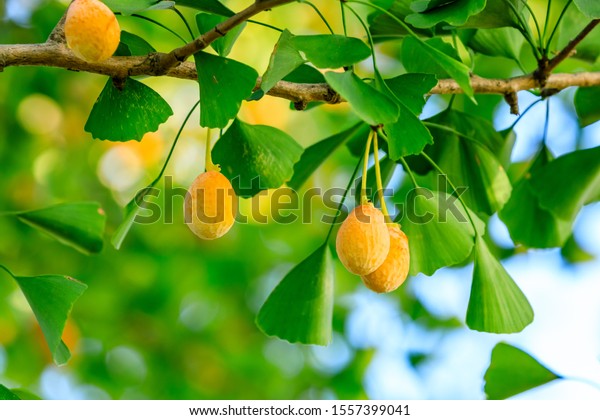Ripe ginkgo fruit\
on ginkgo tree in autumn
