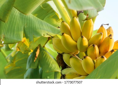 274 591件の バナナの木 の画像 写真素材 ベクター画像 Shutterstock