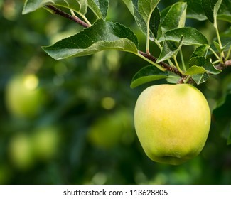 Ripe Golden Delicious Apple Hanging On A Tree