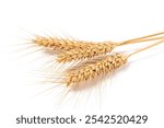 ripe golden wheat ears isolated on white background.