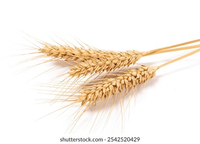 ripe golden wheat ears isolated on white background.