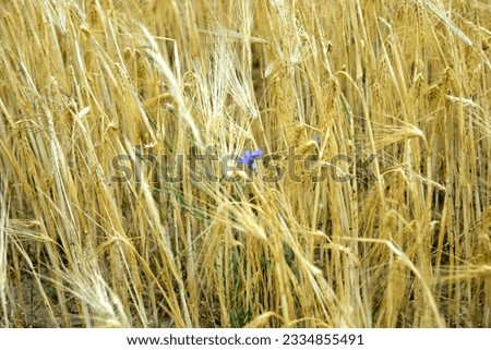 Similar – Kornblumen in einem Weizenfeld