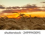 Ripe golden wheat spikelets on the field in beautiful sunset lights. Selective focus. Shallow depth of field.