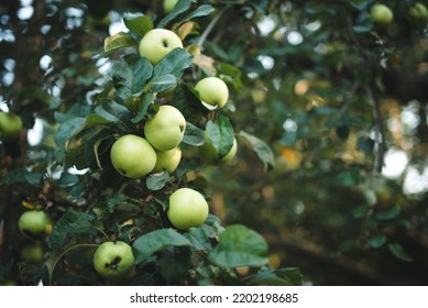 Ripe Golden Yellow Apples On An Apple Tree Branch. Apple Orchard.