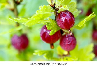 Ripe gooseberries berries on a branch with green leaves in garden, close up