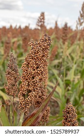 Ripe Grain Sorghum Milo Field Stock Photo 1525789937 | Shutterstock