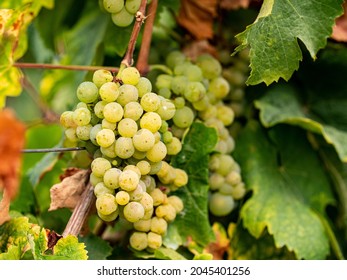 Ripe grape of Riesling hanging on the vine between branches in Eltville Rheingau.	