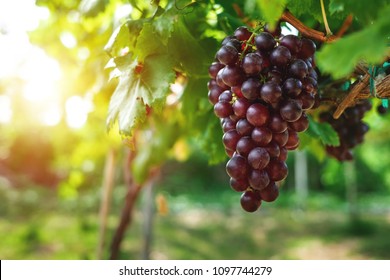 GRAPE GATHERING VINEYARDS 1873 ANTIQUE GRAPE VINEYARD