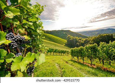 Ripe grapes in an old vineyard in the tuscany winegrowing area, Italy Europe