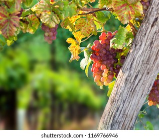 ripe grapes on the vine - autumn background
