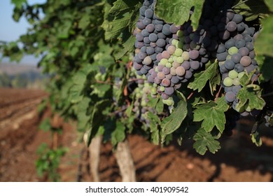 Ripe Grapes On A Vine In A Vineyard Photographed In Kfar Tabor, Israel In July