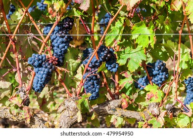 Ripe Grapes In A Vineyard, La Rioja Region, Spain