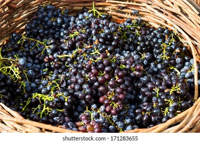 Ripe grapes in wooden basket