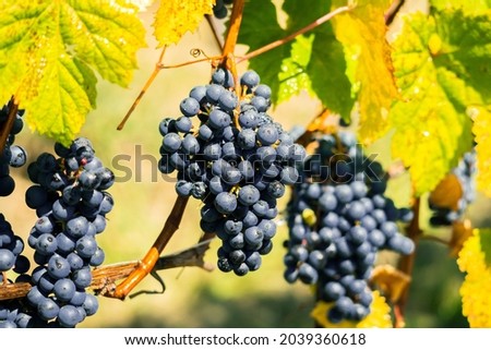 Ripe grapevines on branch, Friuli Venezia Giulia region, harvest season 