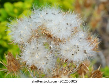 Ripe Grecian Teasel, Dipsacus  Is A Genus Of Flowering Plant In The Family Caprifoliaceae. The Members Of This Genus Are Known As Teasel, Teazel Or Teazle. 