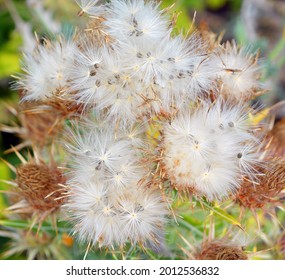 Ripe Grecian Teasel, Dipsacus  Is A Genus Of Flowering Plant In The Family Caprifoliaceae. The Members Of This Genus Are Known As Teasel, Teazel Or Teazle. 