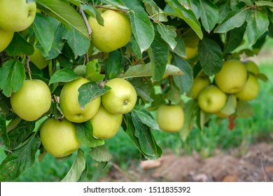 Golden Apple Tree Images Stock Photos Vectors Shutterstock